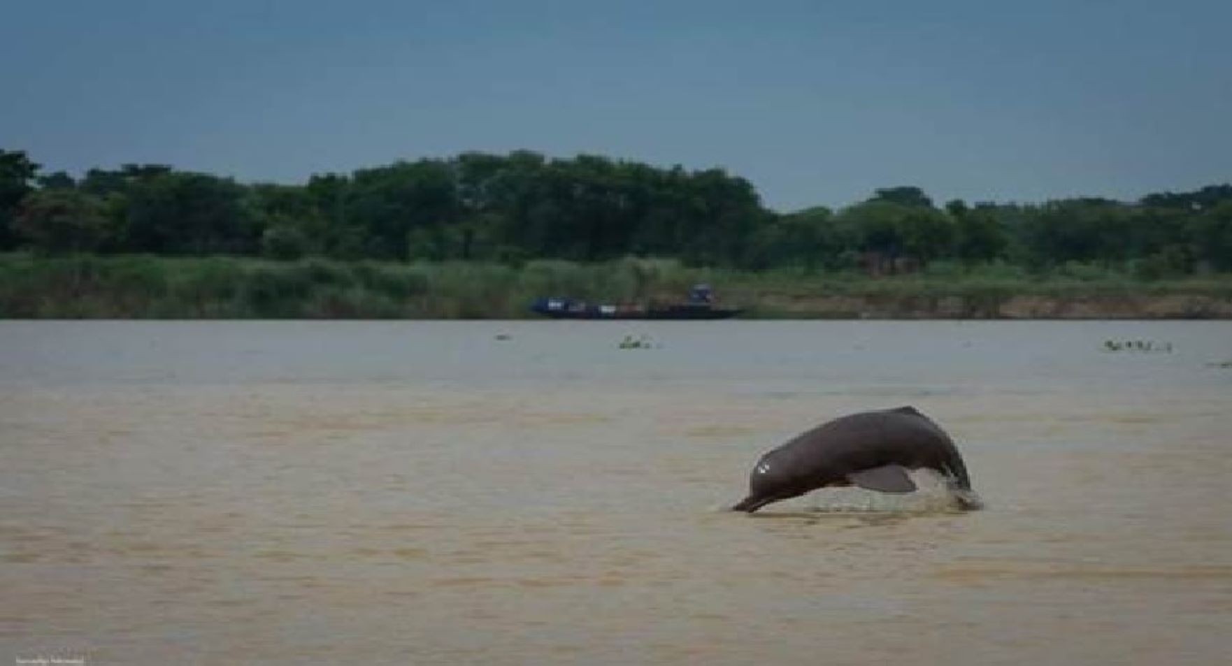 The second nationwide survey of riverine and estuarine dolphins has been launched
